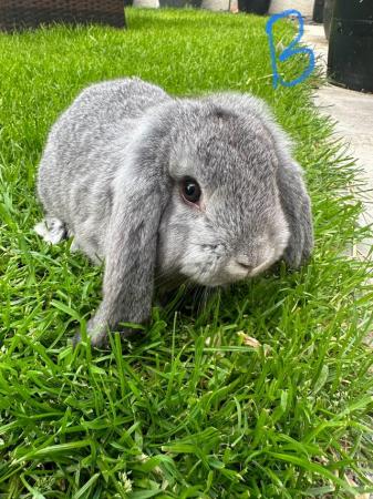 Image 14 of Male and Female Mini Lop Rabbits For Sale