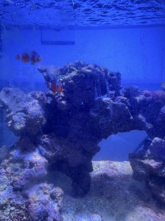 Image 5 of Blue Regal Tang & 2 Clown Fish (Small)
