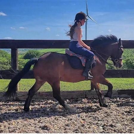 Image 1 of 14.2hh 6yo gelding project