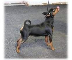 Image 2 of Miniature pinscher puppies available
