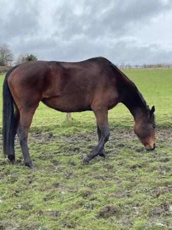 Image 2 of For Sale Beautiful 9yr Tb looking for her forever home
