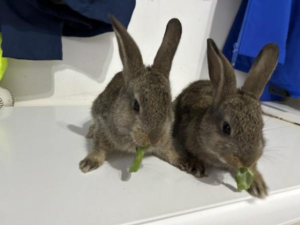 Image 8 of Baby rabbits, mini lop cross