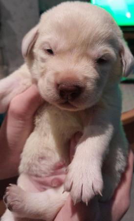 Image 4 of Labrador retriever pups for sale.
