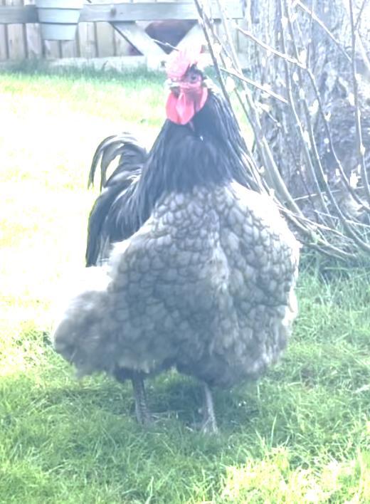 Preview of the first image of COCKEREL - BLUE BUFF ORPINGTON.