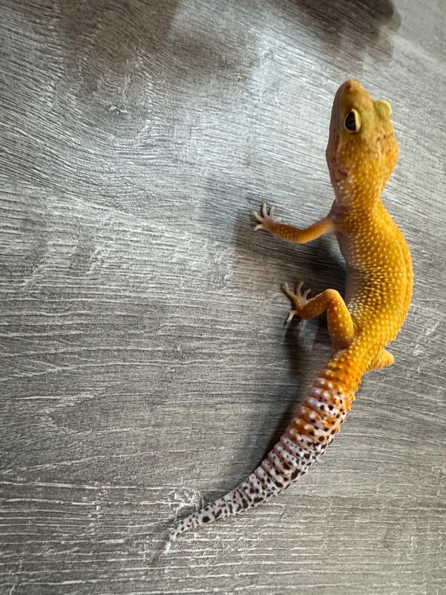 Preview of the first image of Leopard geckos at urban exotics.
