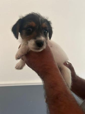 Image 3 of Oh well, we’ve got some lovely Jack Russell puppies they are