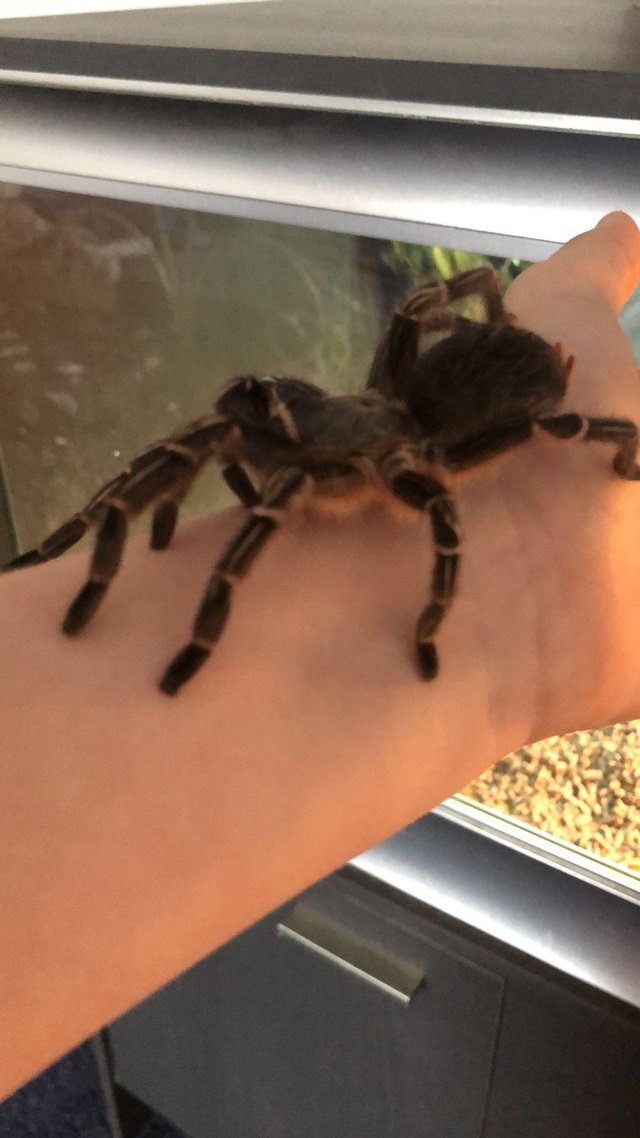 Preview of the first image of Striped knee adult tarantula.
