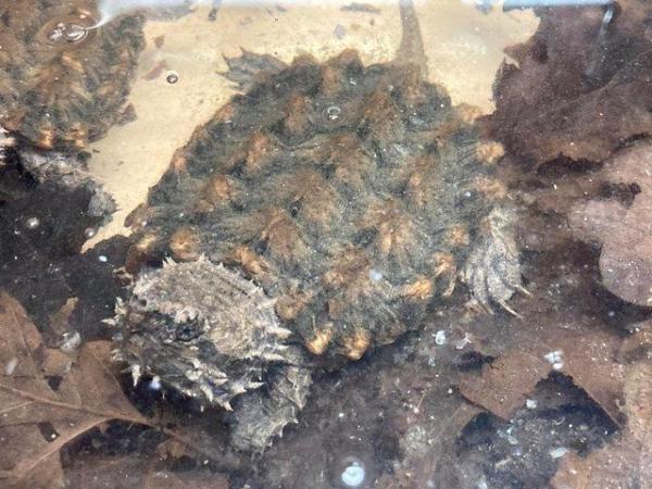Image 8 of 3 Year old Alligator Snapping Turtles and full setup
