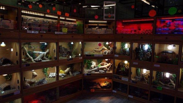 Image 1 of Boarding Facility available at Birmingham Reptiles and Pets