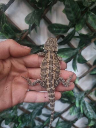 Image 1 of Lots of Bearded dragons for sale