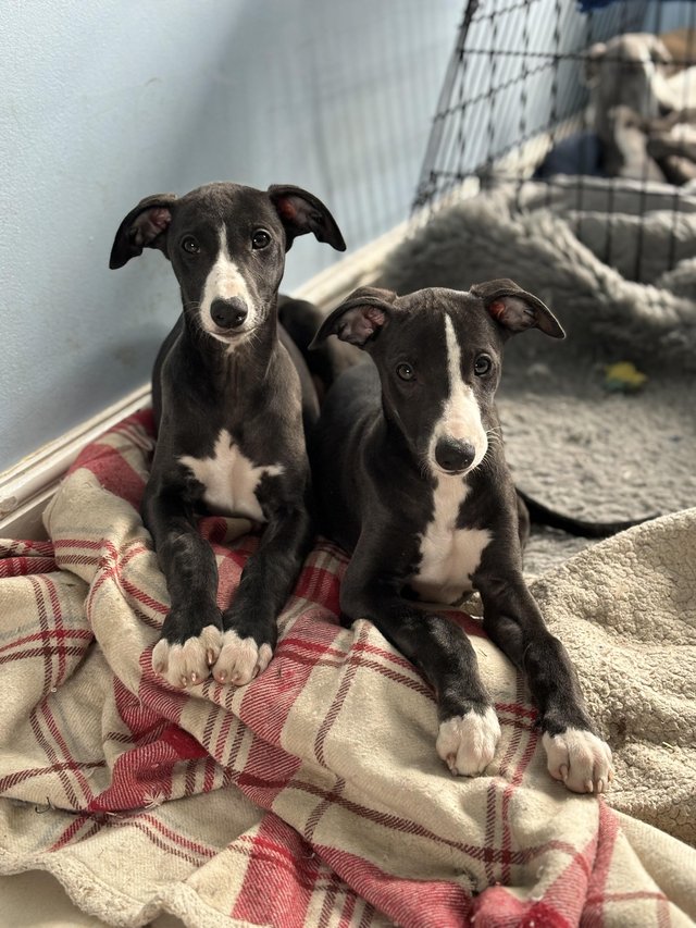 Preview of the first image of KC registered whippet puppies.