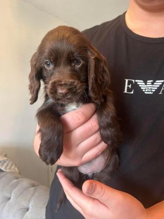 Image 10 of Chocolate and gold cocker spaniel puppies