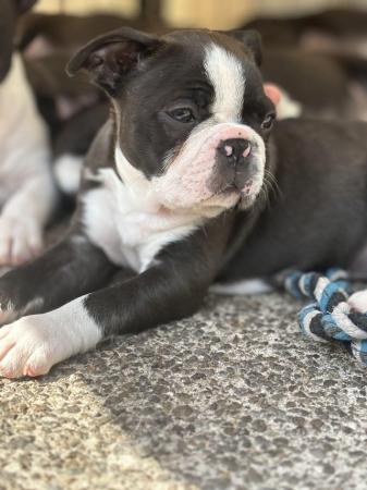 Image 7 of KC Reg Exceptional Boston Terrier Puppies