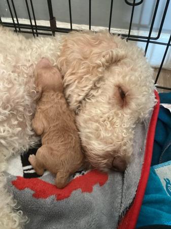 Image 1 of F1B Labradoodle puppies for sale looking for loving humans