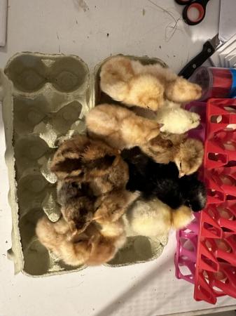 Image 3 of Mixed breed hatching eggs from a large  group