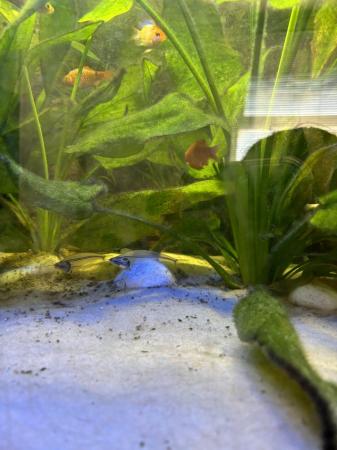 Image 1 of Fish tank including fish