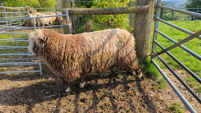 Image 1 of Coloured dorset yearling ram