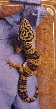Image 2 of Leopard Geckos for sale (optional setups)