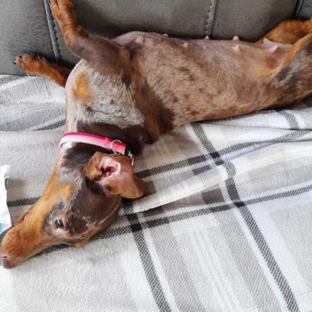 Image 2 of Girl Dachshund looking for loving new home