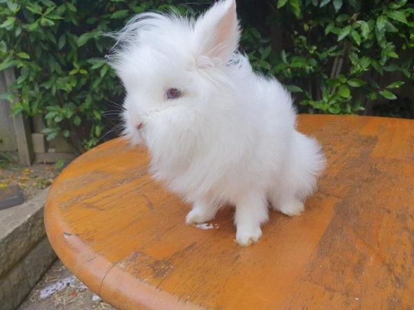 Image 7 of Double maned white Lionhead blue eyes Beautiful Pure bred cr