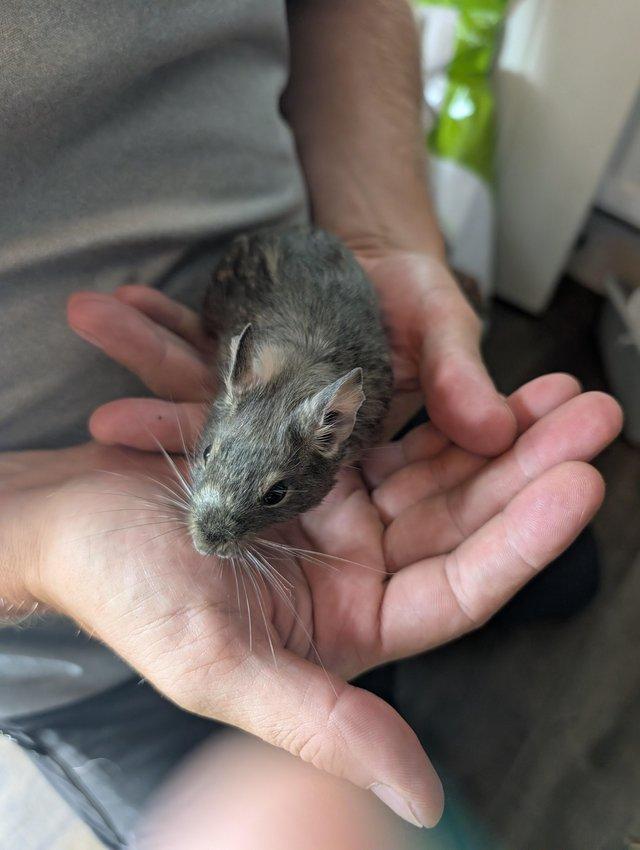 Lovely Degus male and female available — photo 4 of 4