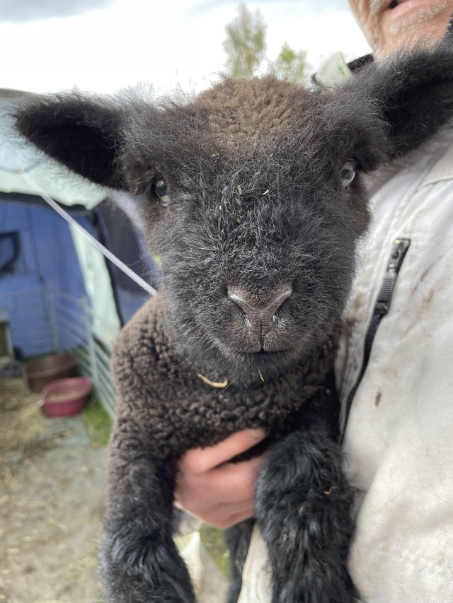 Preview of the first image of Babydoll (Miniature Southdown) lambs for sale.
