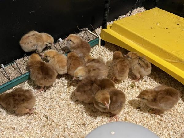 Image 3 of Rhode Island Red pure breed hatching eggs