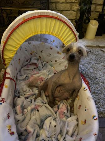 Image 4 of 6 1/2 week old Chinese crested powder puff female