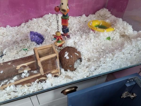Image 7 of 2 Female Gerbils with complete set up.