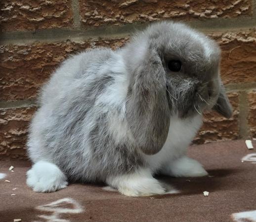 Image 1 of Quality vienna free mini lops for reservation