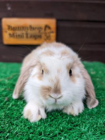 Image 5 of Miniature Lop Baby Rabbits available now