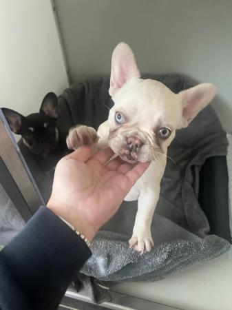 Image 4 of 9 week old chipped and vaccinated French bulldogs
