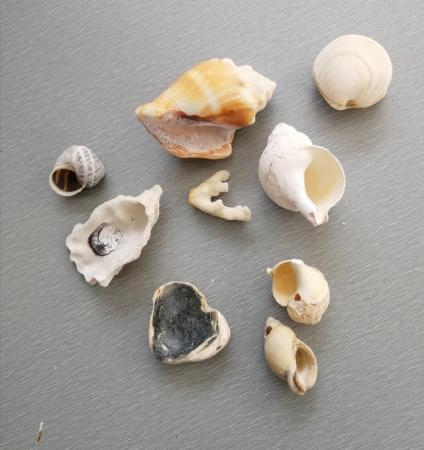 Image 10 of A Mixed Lot of Real Seashells.  100 Plus Pieces.