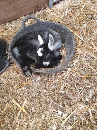 Image 3 of Female Pygmy Goat and twin kids, one female,one male.