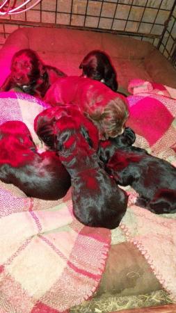 Image 5 of Beautiful Sprocker spaniel puppies
