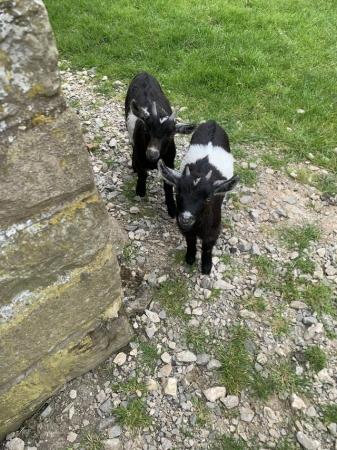 Image 3 of pygmy goat kids for sale