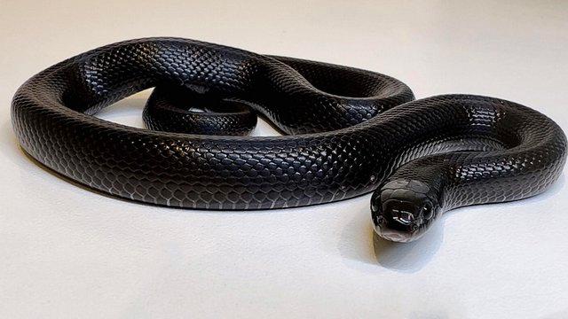 Preview of the first image of Mexican Black Kingsnakes CB23 King Snakes.