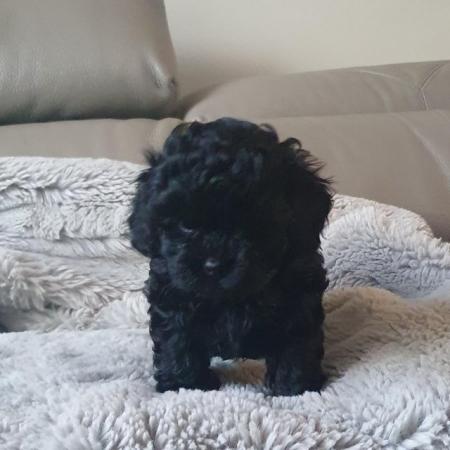 Image 8 of Toy Shihpoo puppy girl (imperial)