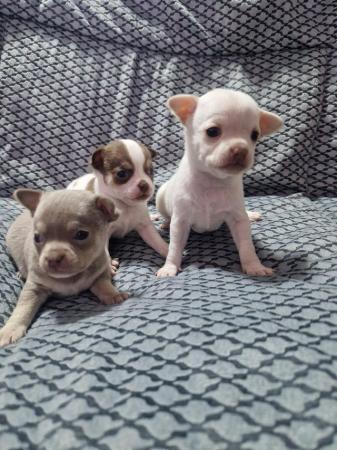 Image 6 of Pure breed Chihuahua puppies (All found new homes)