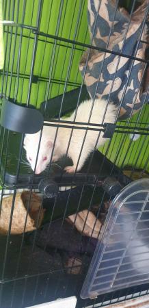 Image 4 of 2x 2.5 year old Female Ferrets