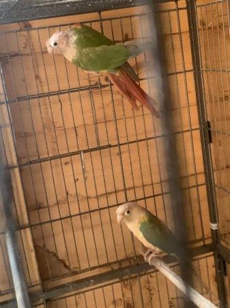 Image 5 of Pair of proven pineapples conures