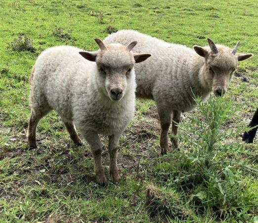 Image 1 of Hebridean x Portland lambs