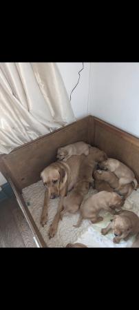 Image 2 of Beautiful fox Red and yellow Labrador pups