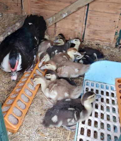 Image 3 of Off heat - Muscovy ducklings for sale