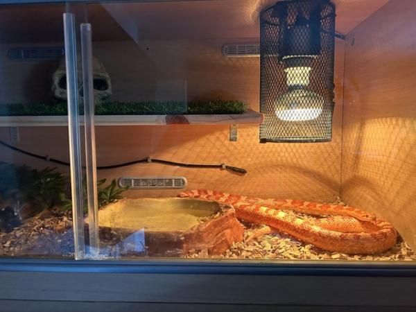 Image 2 of female Corn snake for sale