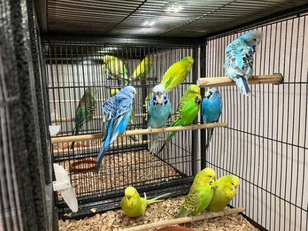 Image 6 of Exhibition Budgerigars for sale