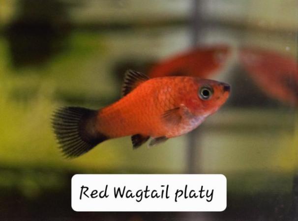 Image 1 of SALE List of tropical fish fry!!