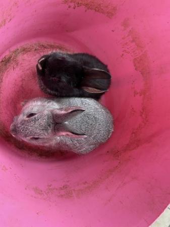 Image 3 of Netherland Dwarf x Dutch rabbits