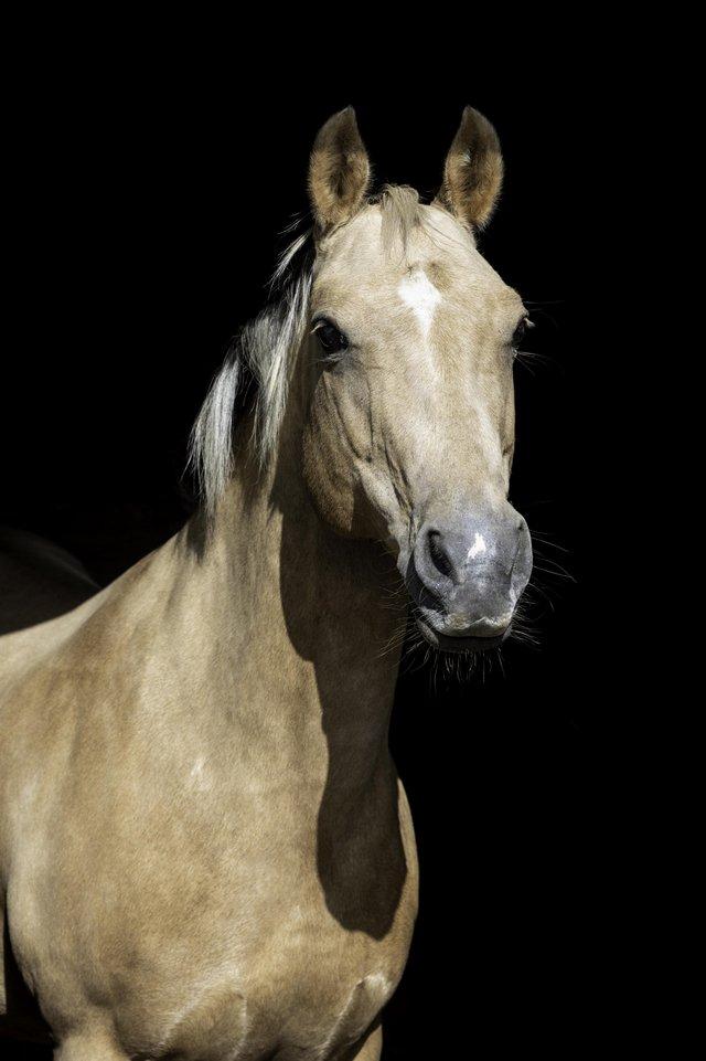 Preview of the first image of Palamino Welsh Section D x Quarter Horse.