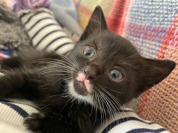 Image 1 of 1 male black and white kitten for sale